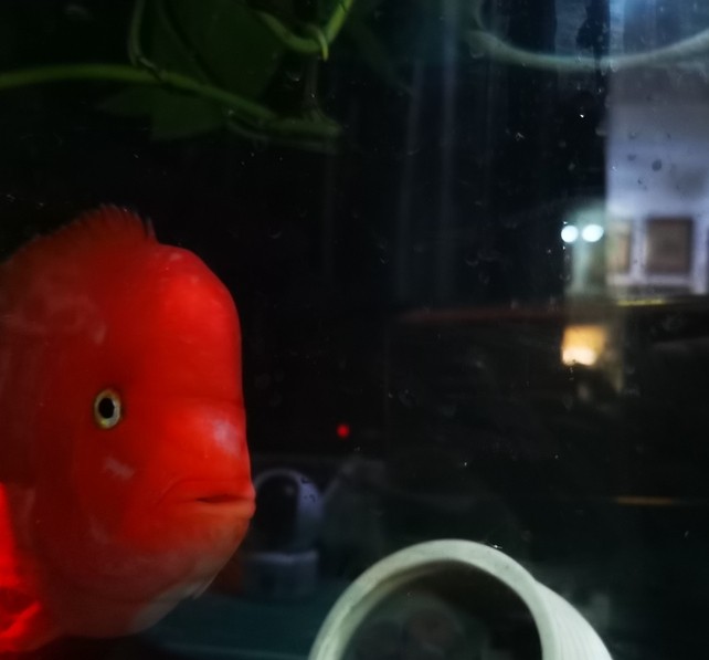 紅紅火火！ 紅紅火火！ 龍魚(yú)論壇 第1張