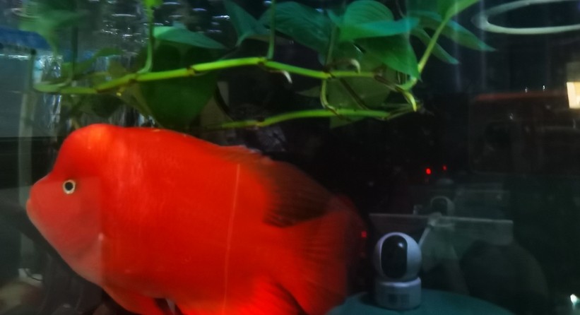 紅紅火火！ 紅紅火火！ 龍魚(yú)論壇 第3張