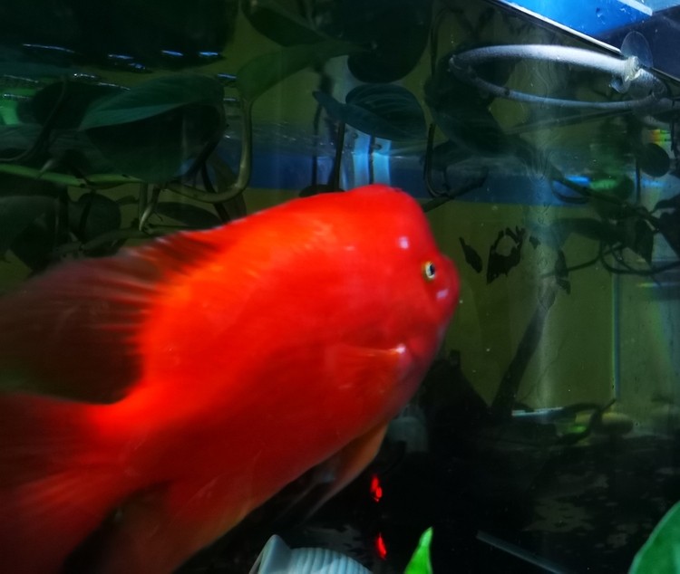 紅紅火火！ 紅紅火火！ 龍魚(yú)論壇 第4張