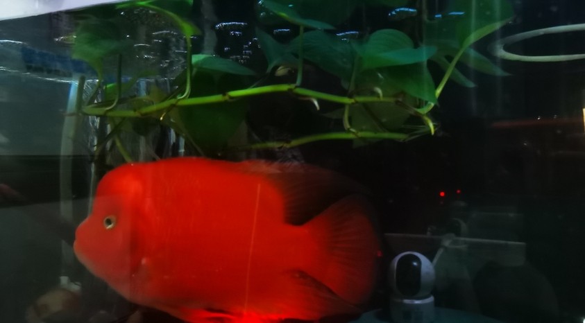 紅紅火火！ 紅紅火火！ 龍魚(yú)論壇 第5張