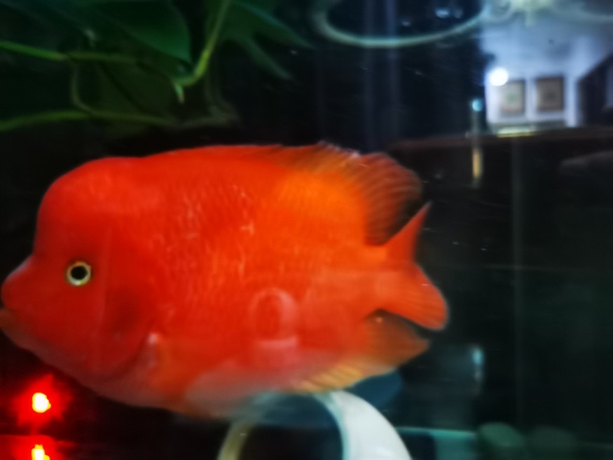 紅紅火火！ 紅紅火火！ 龍魚(yú)論壇 第6張