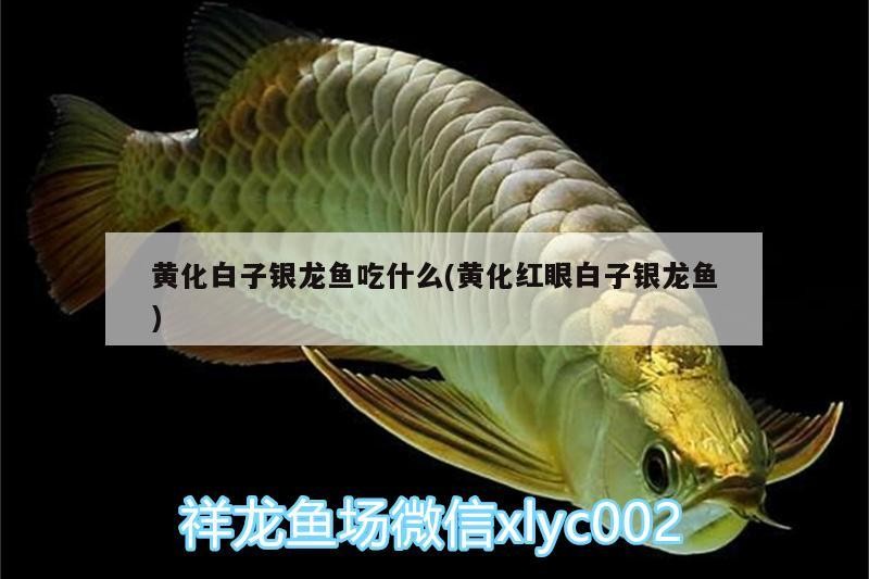 黃化白子銀龍魚吃什么(黃化紅眼白子銀龍魚)