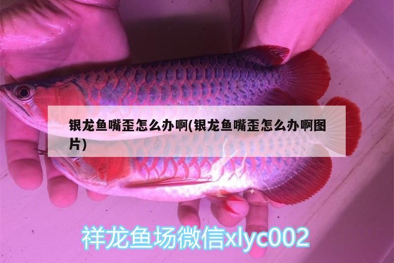 銀龍魚嘴歪怎么辦啊(銀龍魚嘴歪怎么辦啊圖片)