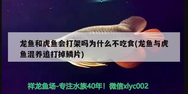 龍魚和虎魚會打架嗎為什么不吃食(龍魚與虎魚混養(yǎng)追打掉鱗片)