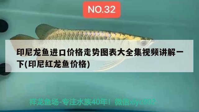 印尼龍魚進口價格走勢圖表大全集視頻講解一下(印尼紅龍魚價格) 印尼龍魚進口價格走勢圖表大全集視頻講解一下(印尼紅龍魚價格) 紅龍魚百科