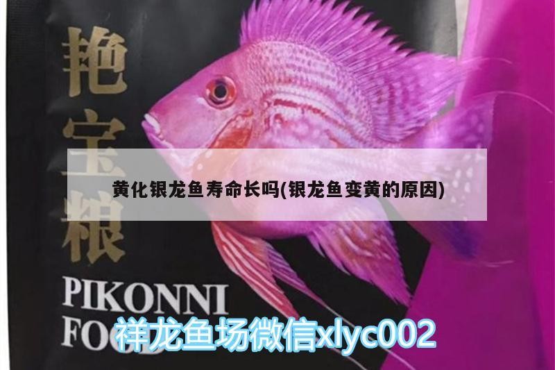 黃化銀龍魚(yú)壽命長(zhǎng)嗎(銀龍魚(yú)變黃的原因)