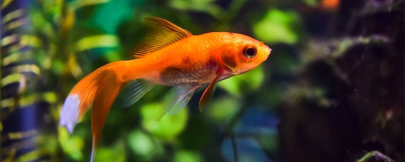 魚屬于什么類有哪些特征
