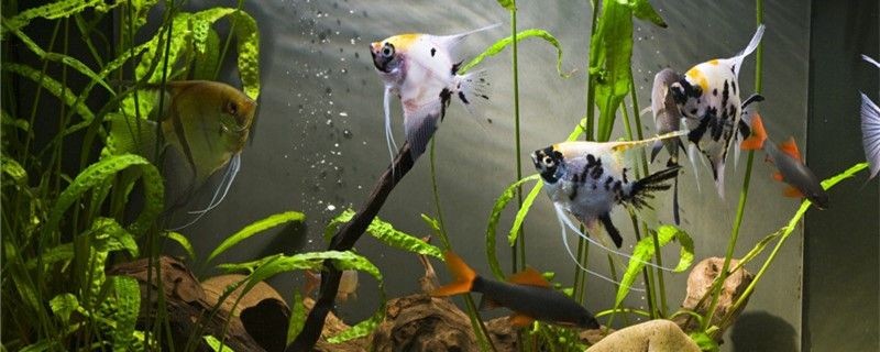 魚缸流水聲音大怎么辦怎么降低水泵的噪音