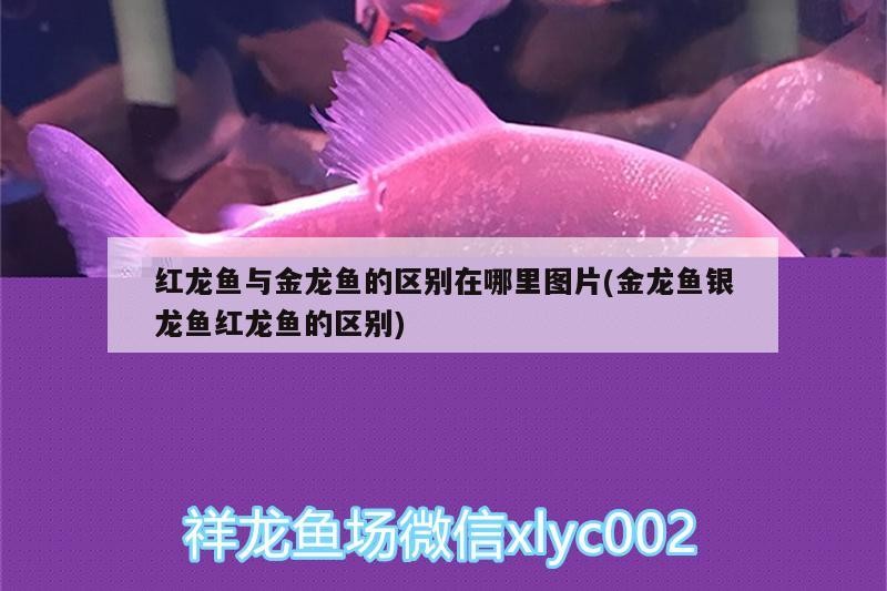 給我推薦一些紅龍魚視頻資源，紅龍魚的飼養技巧