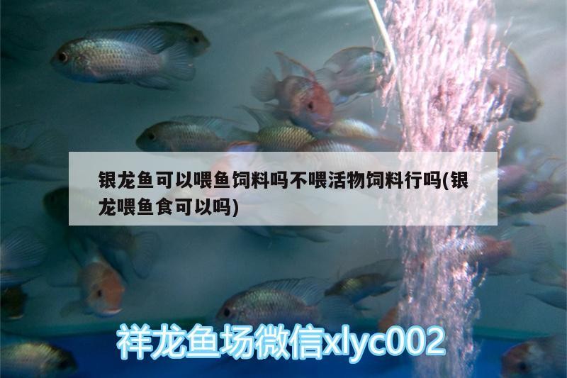 銀龍魚可以喂魚飼料嗎不喂活物飼料行嗎(銀龍喂魚食可以嗎)