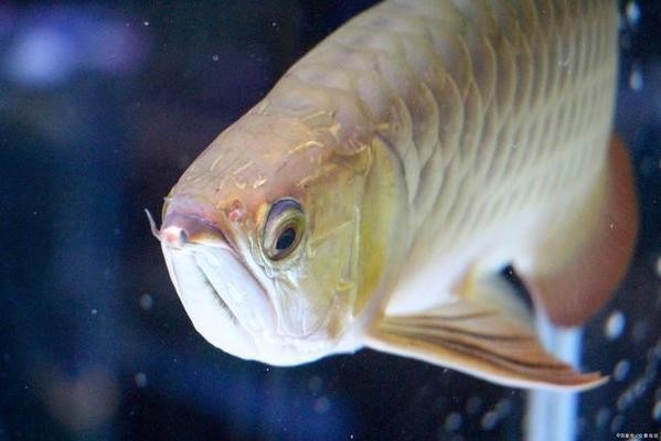 紅龍魚大概多少公分才開始發(fā)色（紅龍魚大概多少公分才開始發(fā)色呢）