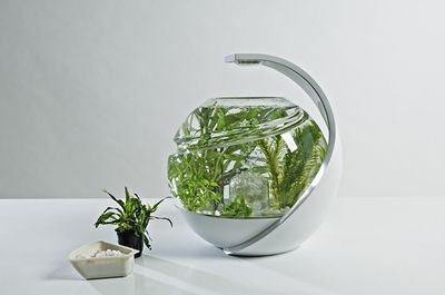 不需要打理的魚(yú)缸怎么處理魚(yú)：如何處理不需要打理的魚(yú)缸？