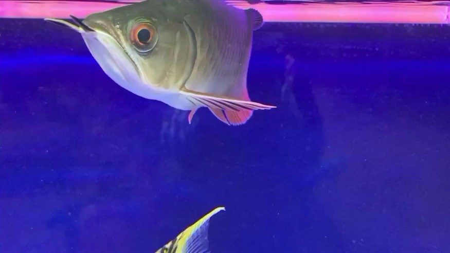 這魚怎么樣感覺養不大