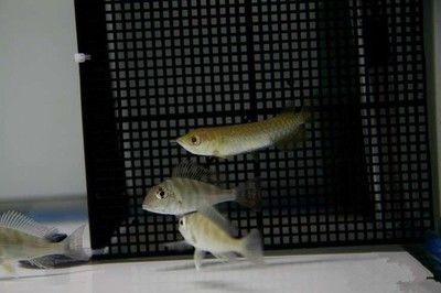 龍魚多少度合適繁殖呢