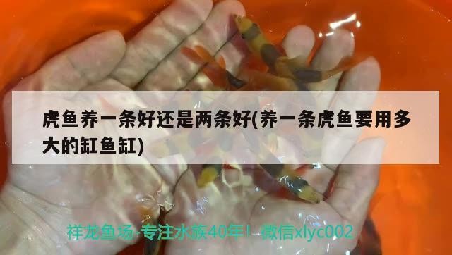 虎魚養一條好還是兩條好(養一條虎魚要用多大的缸魚缸) 虎魚養一條好還是兩條好(養一條虎魚要用多大的缸魚缸) 虎魚百科