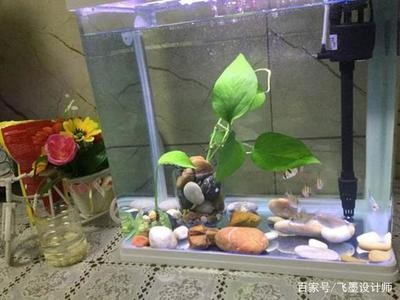 七星區上善水族店（七星區上善水族店地址）