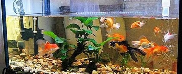 大魚缸可以養(yǎng)什么魚好：什么樣的魚適合養(yǎng)大型觀賞魚 大魚缸可以養(yǎng)什么魚好：什么樣的魚適合養(yǎng)大型觀賞魚 魚缸百科 第1張