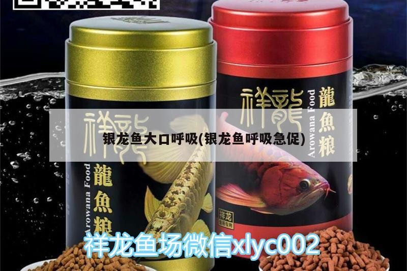 銀龍魚大口呼吸(銀龍魚呼吸急促)
