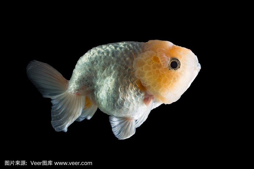 銀魚魚缸養殖方法視頻(銀魚魚缸養殖方法視頻教程)