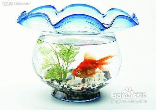 烏達區龍祥水族觀賞魚店（烏達區龍祥水族觀賞魚店地址）