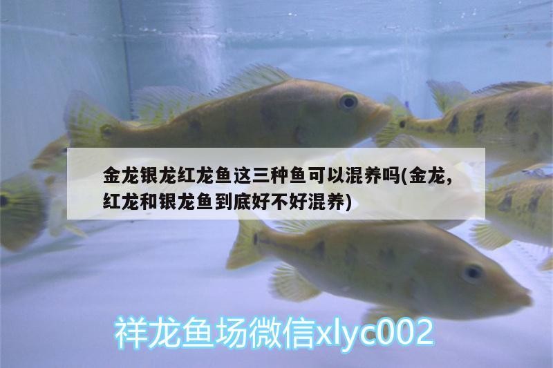 金龍銀龍紅龍魚這三種魚可以混養嗎(金龍,紅龍和銀龍魚到底好不好混養)