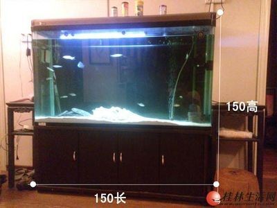 1米8魚缸用多厚的超白玻璃好些：1.8米高的魚缸用多厚的玻璃好些 1米8魚缸用多厚的超白玻璃好些：1.8米高的魚缸用多厚的玻璃好些 魚缸百科 第2張