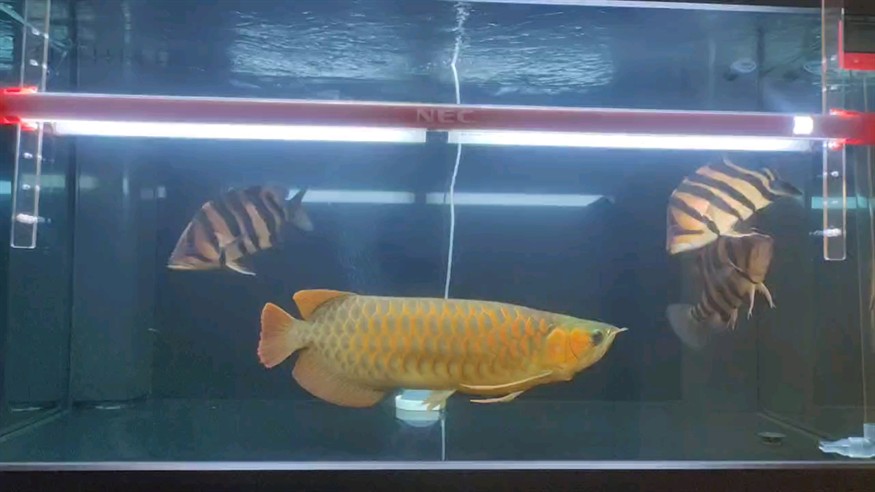 換水擦缸