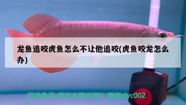龍魚追咬虎魚怎么不讓他追咬(虎魚咬龍怎么辦) 龍魚追咬虎魚怎么不讓他追咬(虎魚咬龍怎么辦) 虎魚百科