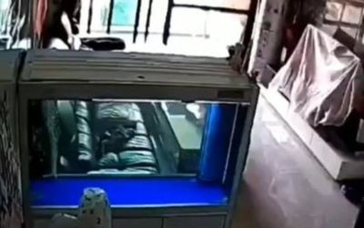 大型魚缸需要漏電保護嗎：大型魚缸需要漏電保護嗎？