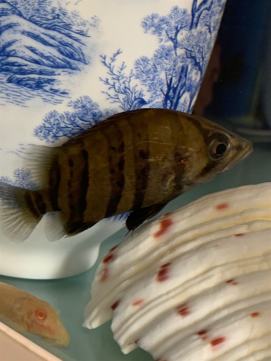 虎魚身上一條長長的痕跡