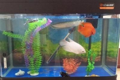 大型魚缸需要漏電保護嗎：大型魚缸需要漏電保護嗎？