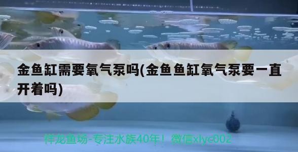 金魚缸需要氧氣泵嗎(金魚魚缸氧氣泵要一直開著嗎)