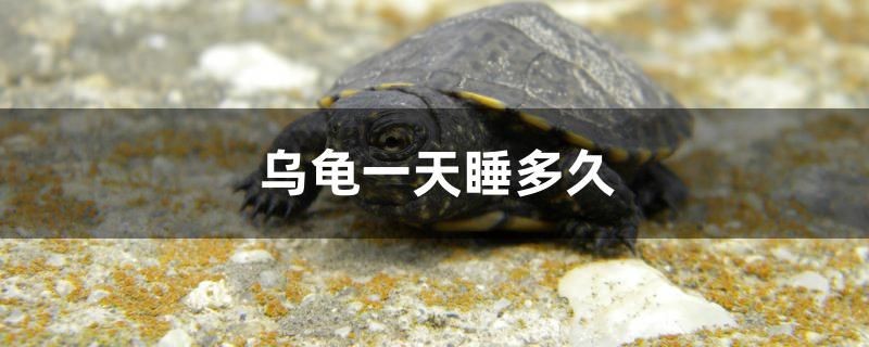 烏龜一天睡多久
