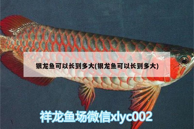 銀龍魚可以長(zhǎng)到多大(銀龍魚可以長(zhǎng)到多大)