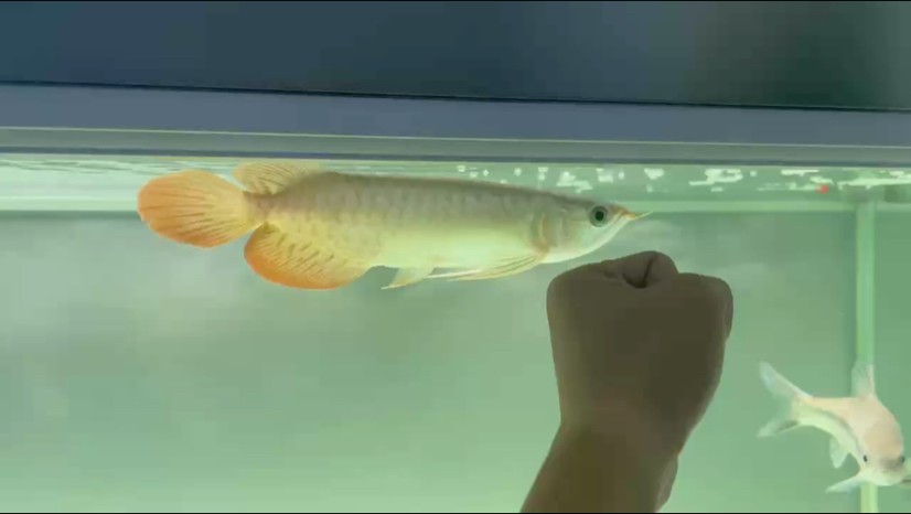 一直對翹頭無感，就喜歡平頭平背的魚，現在大多數都是翹嘴，平頭越來越少。一個人一個審美，耐下性子養