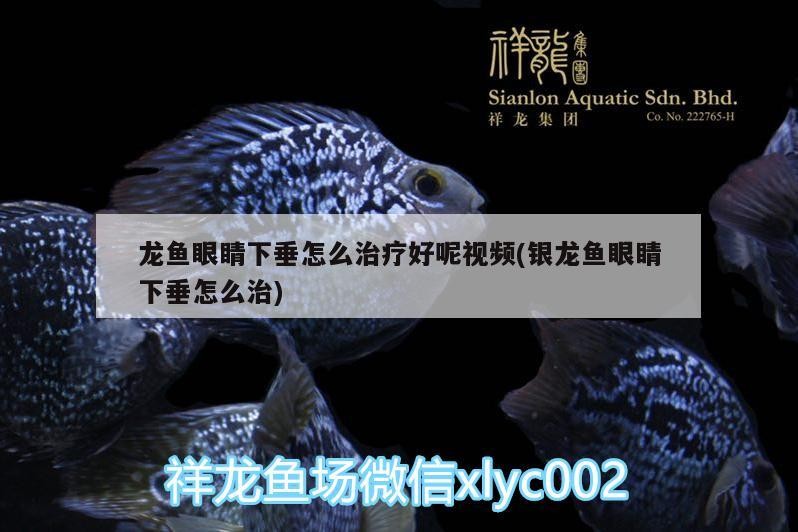 龍魚眼睛下垂怎么治療好呢視頻(銀龍魚眼睛下垂怎么治) 龍魚眼睛下垂怎么治療好呢視頻(銀龍魚眼睛下垂怎么治) 銀龍魚百科