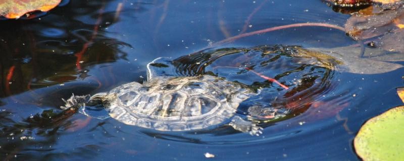 烏龜怎么養長得快飼養烏龜有哪些技巧