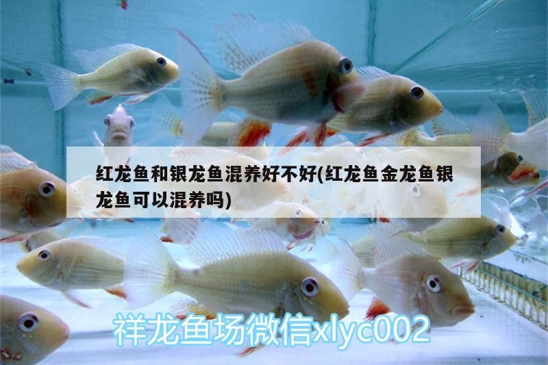 紅龍魚和銀龍魚混養好不好(紅龍魚金龍魚銀龍魚可以混養嗎) 紅龍魚和銀龍魚混養好不好(紅龍魚金龍魚銀龍魚可以混養嗎) 銀龍魚百科