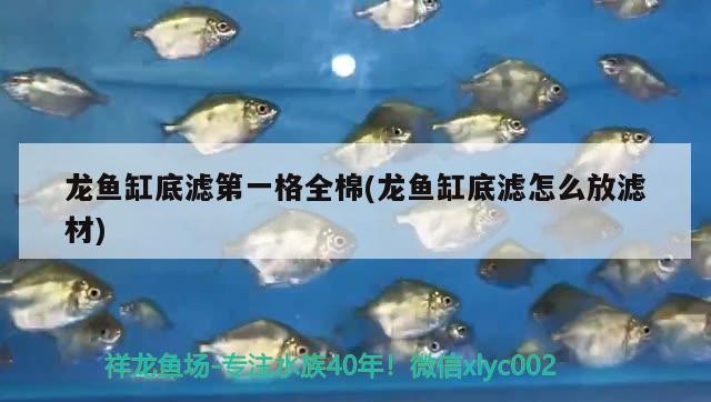 龍魚缸底濾第一格全棉(龍魚缸底濾怎么放濾材) 龍魚缸底濾第一格全棉(龍魚缸底濾怎么放濾材) 豬鼻龜百科