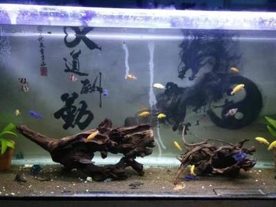 沉木魚缸適合養什么魚好養活