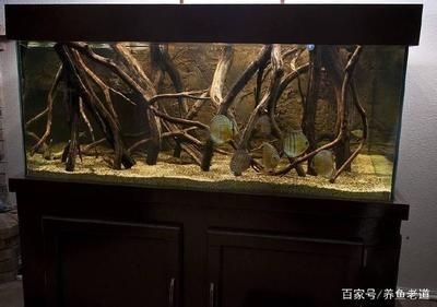 沉木魚缸適合養什么魚好養活