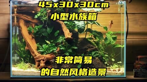 沉木魚缸適合養什么魚好養活