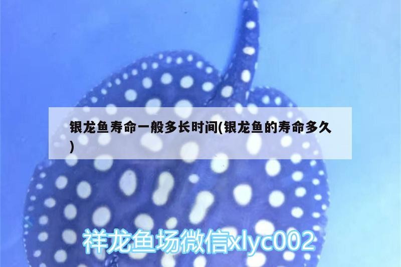 銀龍魚壽命一般多長時間(銀龍魚的壽命多久)