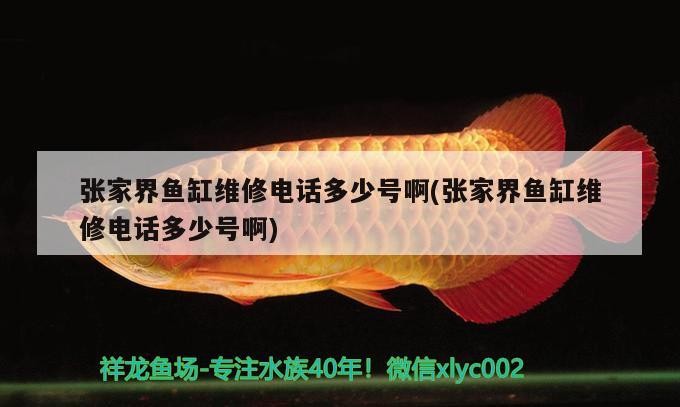 張家界魚(yú)缸維修電話多少號(hào)啊(張家界魚(yú)缸維修電話多少號(hào)啊)