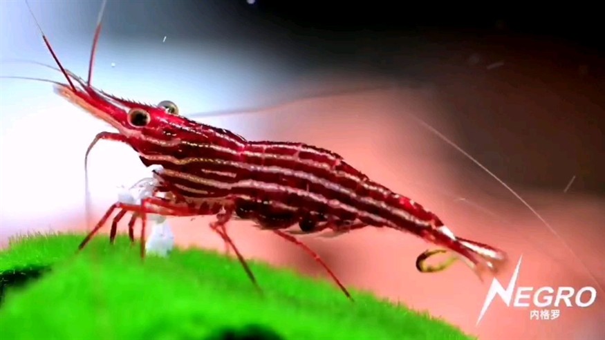 衡陽水族館這蝦超級愛吃短絨藻啊 衡陽水族館這蝦超級愛吃短絨藻啊 紅龍魚百科 第2張