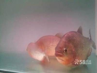 紅的觀賞魚可以吃嗎（紅色觀賞魚與食用魚的區別）