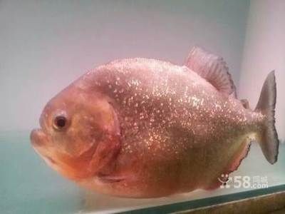 紅的觀賞魚可以吃嗎（紅色觀賞魚與食用魚的區別）