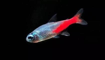 紅的觀賞魚可以吃嗎（紅色觀賞魚與食用魚的區別）