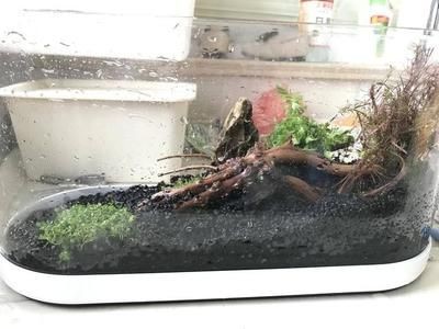 大魚缸水草泥怎么鋪好用：魚缸水草泥布置方法 大魚缸水草泥怎么鋪好用：魚缸水草泥布置方法 魚缸百科 第3張