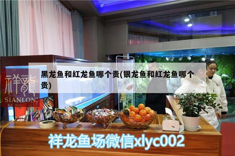 黑龍魚和紅龍魚哪個貴(銀龍魚和紅龍魚哪個貴) 黑龍魚和紅龍魚哪個貴(銀龍魚和紅龍魚哪個貴) 銀龍魚百科